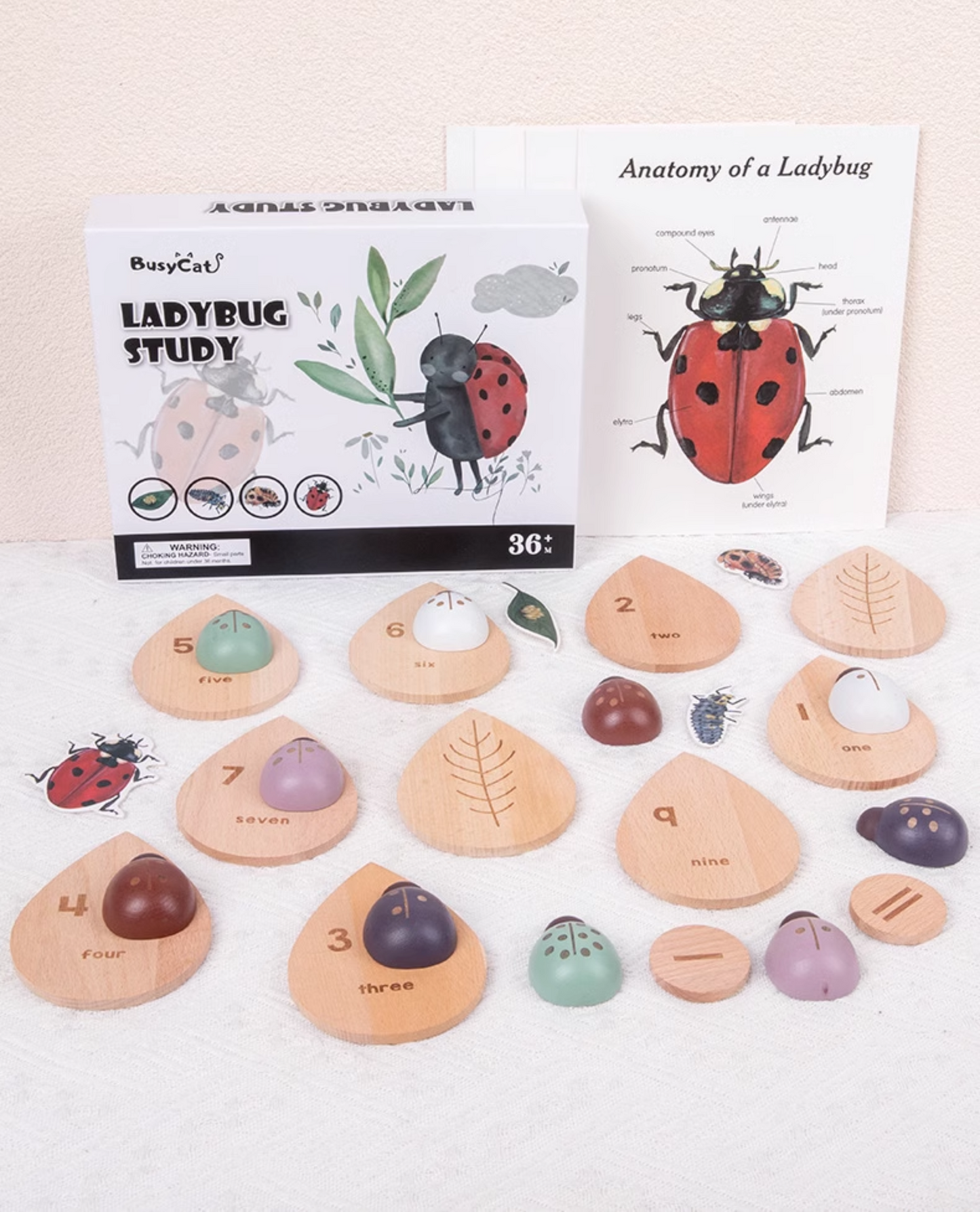 Wooden Ladybug Educational STEM Set