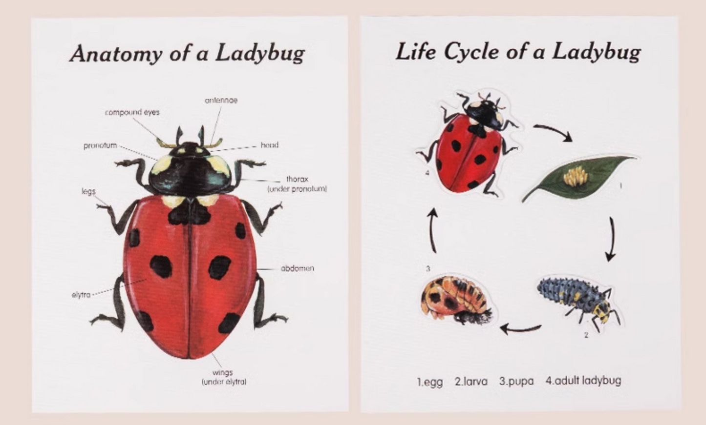 Wooden Ladybug Educational STEM Set