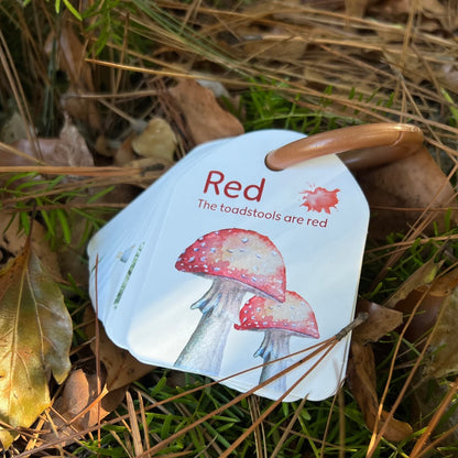 Ringed - Woodland Colours and Counting Flash Cards