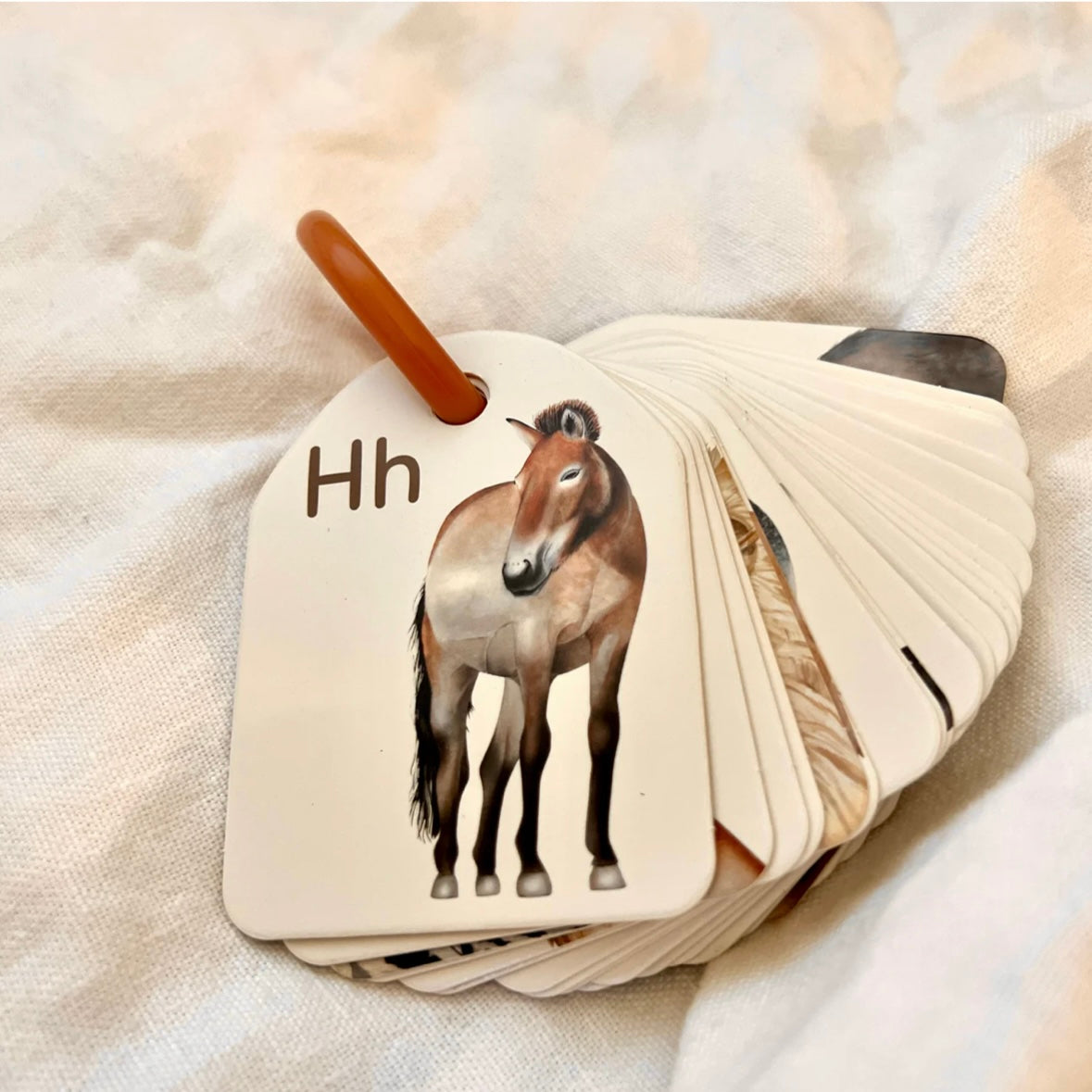 Ringed - Animal Alphabet Flash Cards